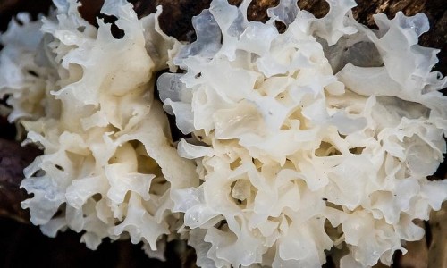 杭白菊搭配枸杞功效网 - 网站提供杭白菊搭配枸杞的功效小常识、杭白菊加枸杞的功效与作用