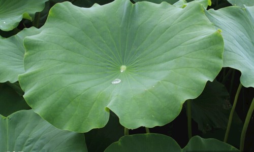 杭白菊可以和枸杞一起喝吗-杭白菊搭配枸杞功效网 - 网站提供杭白菊搭配枸杞的功效小常识、杭白菊加枸杞的功效与作用
